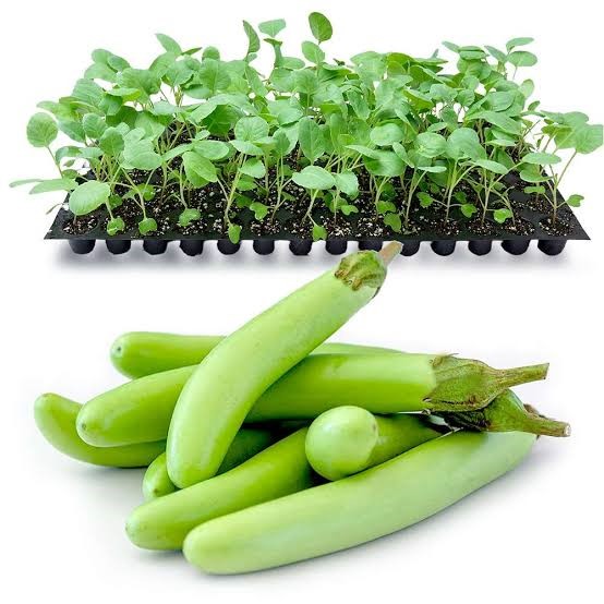 Brinjal Seedlings | Green Long