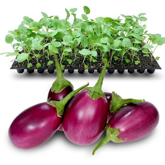 Brinjal Seedlings | Purple Short