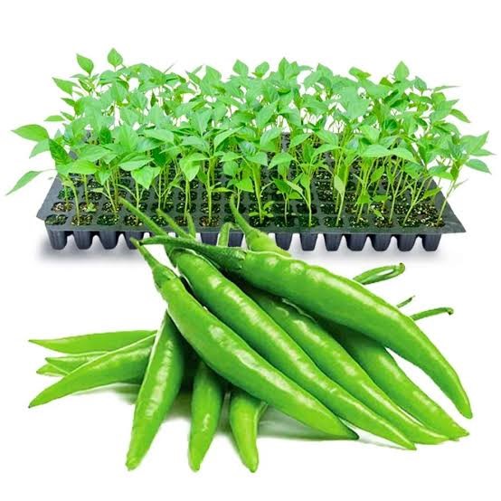 Chilli Seedlings | F1 Hybrid