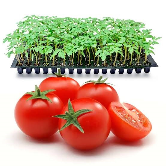 Tomato Seedlings | F1 Hybrid