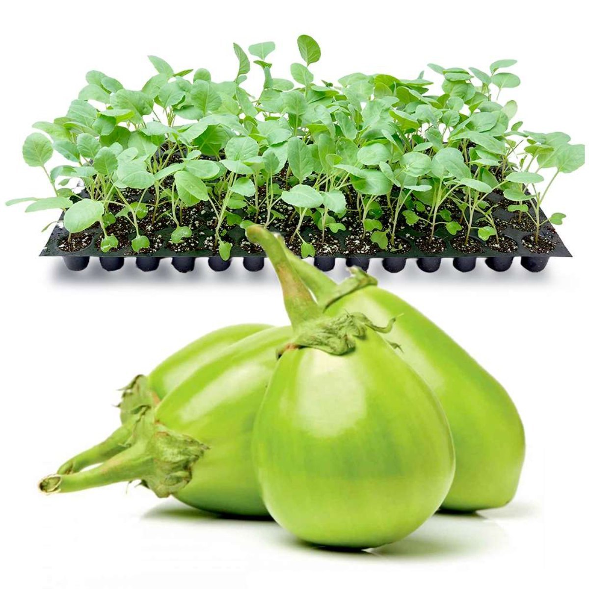 Brinjal Seedlings | Green Round